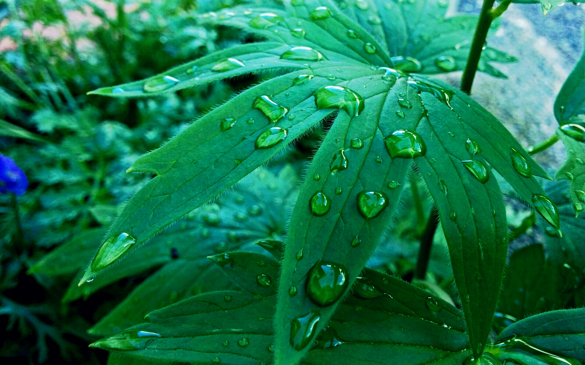 raindrops on leaf Fond d cran HD Arri re Plan 