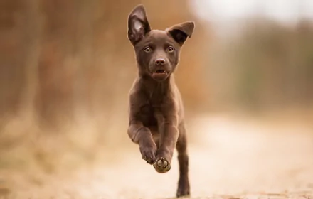 Cute brown kelpie puppy dog mid-leap against a soft bokeh backdrop — HD PC desktop wallpaper and background showcasing an energetic animal.