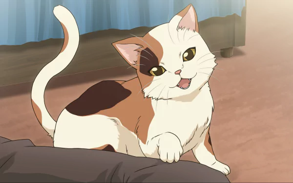 cat Shamisen (Haruhi) Anime The Melancholy of Haruhi Suzumiya anime cat HD Desktop Wallpaper | Background Image