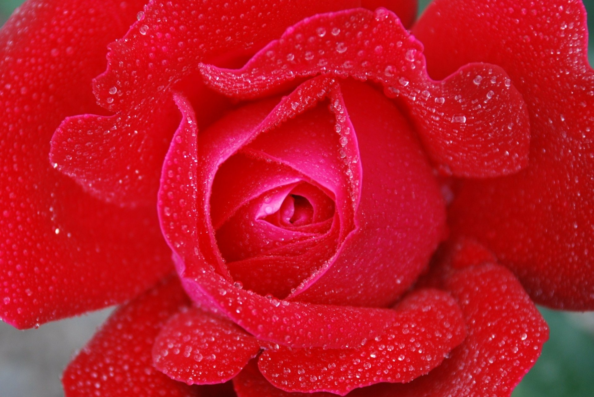 Close-up of a pink rose flower dotted with dew drops; nature scene rendered as a 2K Quad HD PC desktop wallpaper and background.