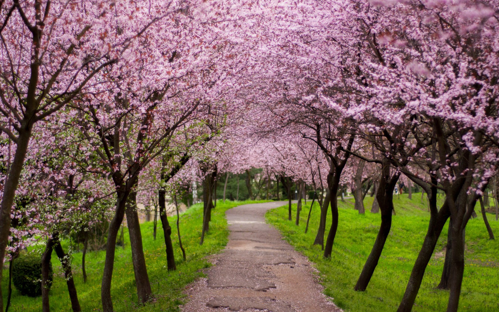 Pink Trees Along Path