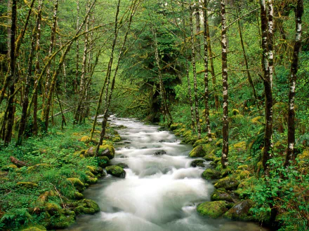 Lush green forest in Oregon with moss-covered trees and a flowing stream, captured in HD for a vibrant desktop wallpaper.