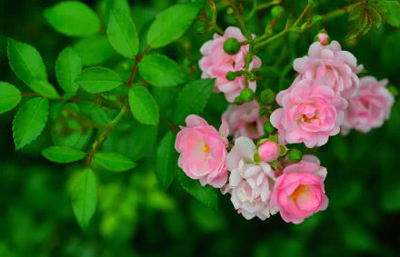 A cluster of delicate pink roses blooming on a lush green rose bush, captured in vibrant 4K Ultra HD detail.