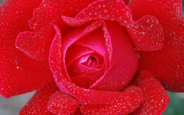 Close-up of a pink rose flower dotted with dew drops; nature scene rendered as a 2K Quad HD PC desktop wallpaper and background.