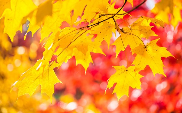 Earth Leaf Fall Maple Leaf Branch Bokeh Nature HD Wallpaper | Background Image