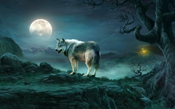 狼高清壁纸 桌面背景 2222x1429 Id Wallpaper Abyss