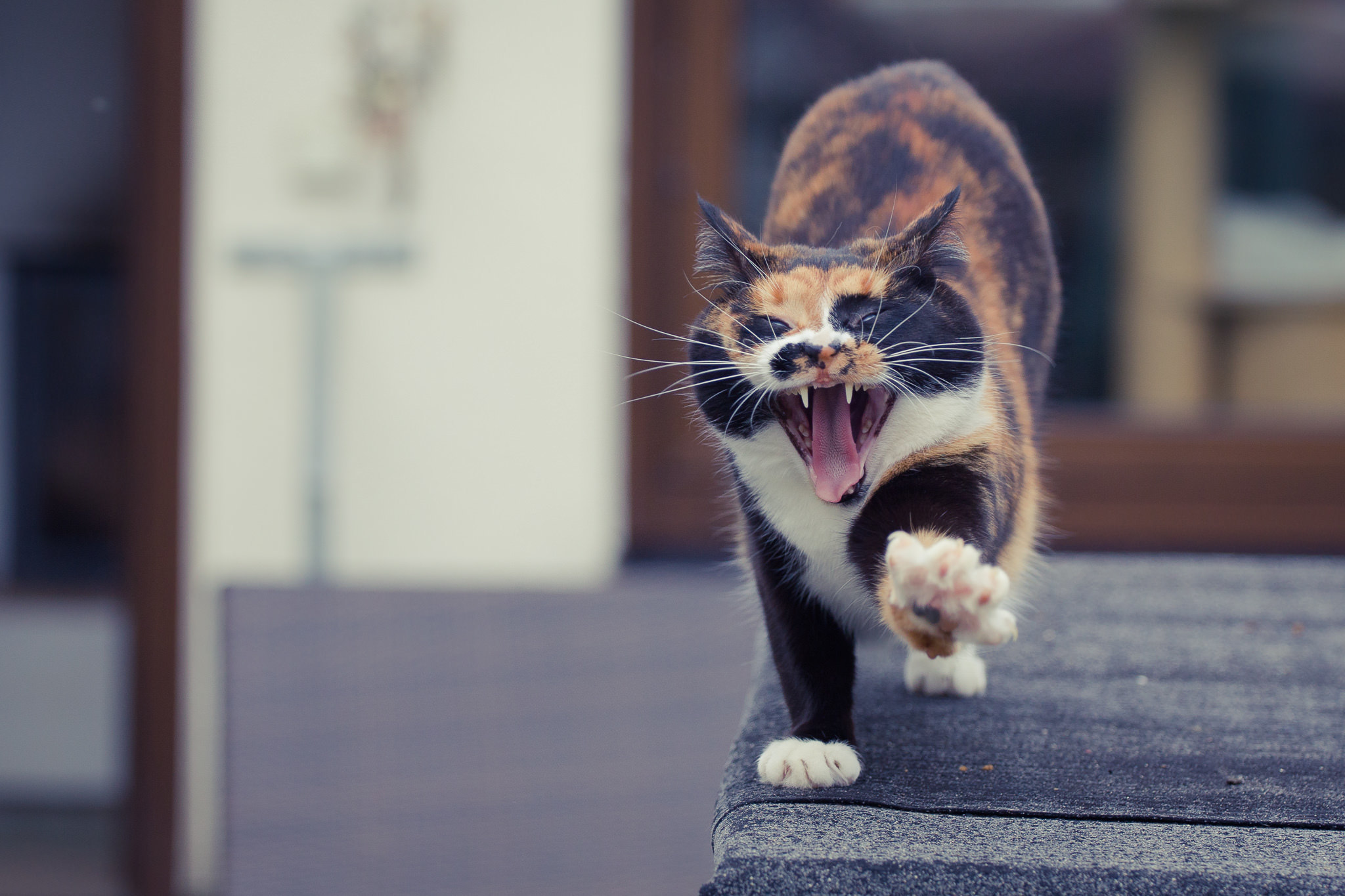 Animal Cat HD Wallpaper | Background Image