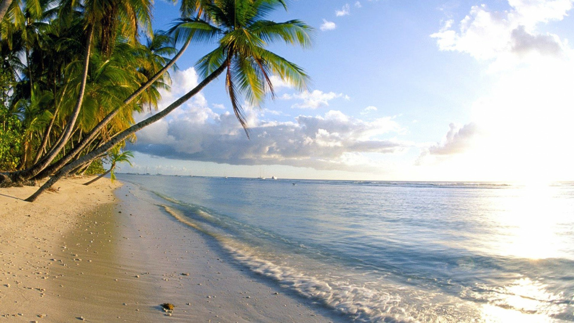 HD PC desktop wallpaper showing a serene tropical beach with palm trees, clear ocean waters, and a bright sky reflecting on the shoreline.