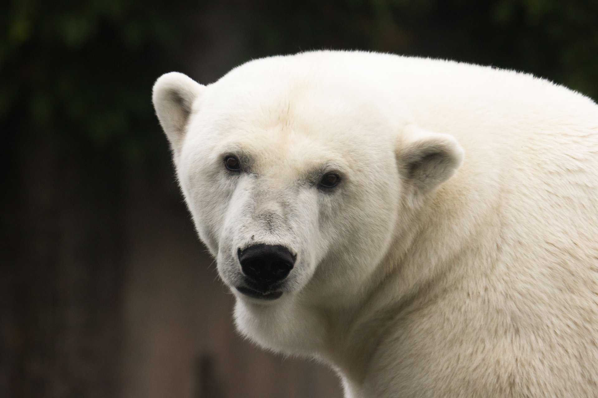 Polar Bear HD Wallpaper by Cloudtail the Snow Leopard