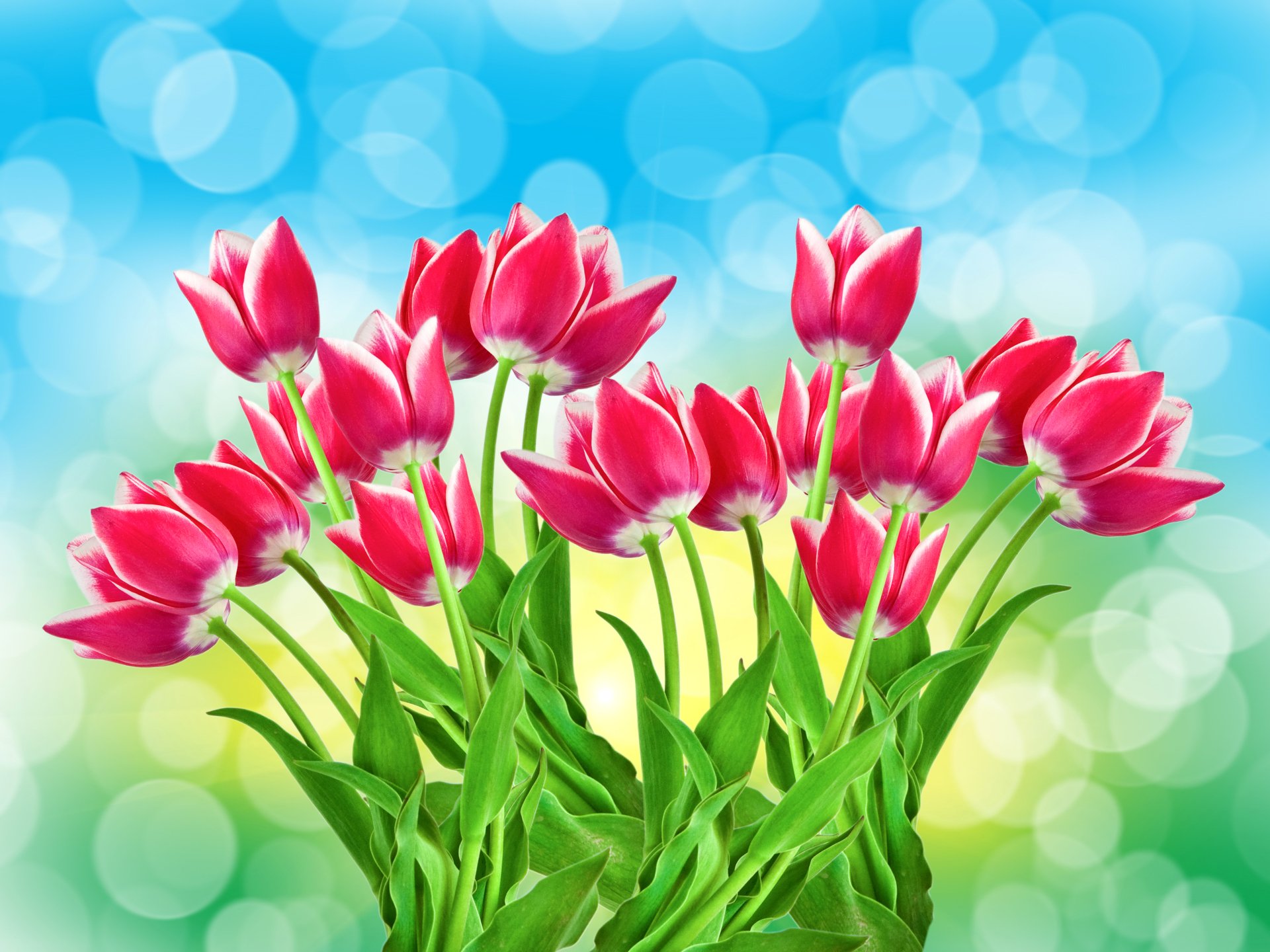 Download Pink Flower Flower Colorful Nature Tulip 4k Ultra HD Wallpaper ...