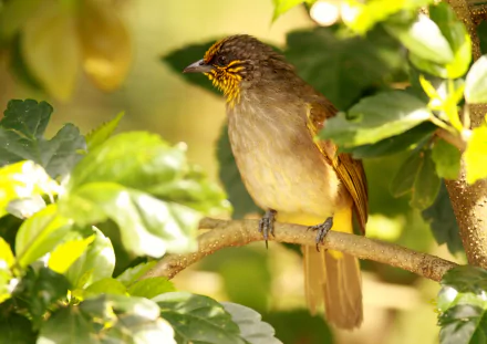  Stripe-Throated Bulbul on Branch