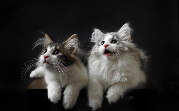 Animal Cat Cats Close-Up HD Wallpaper | Background Image