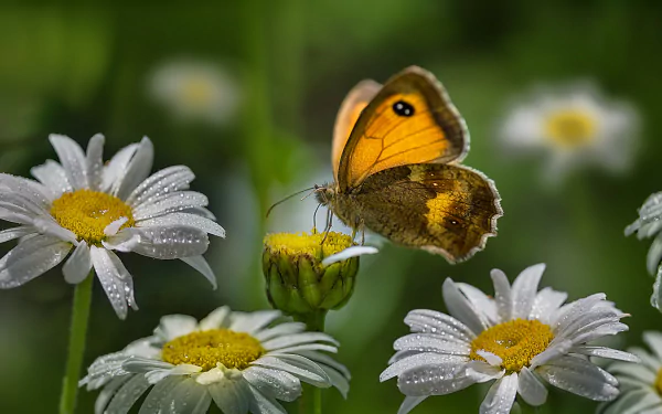 A close-up HD macro image of a butterfly perched on a daisy surrounded by white flowers with dewdrops, capturing delicate water drops on petals in a natural setting.