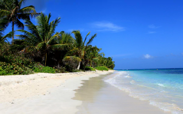4K Ultra HD PC desktop wallpaper of Flamenco Beach, Puerto Rico: tropical horizon with white sand, swaying palm trees and turquoise ocean beneath a clear blue sky.