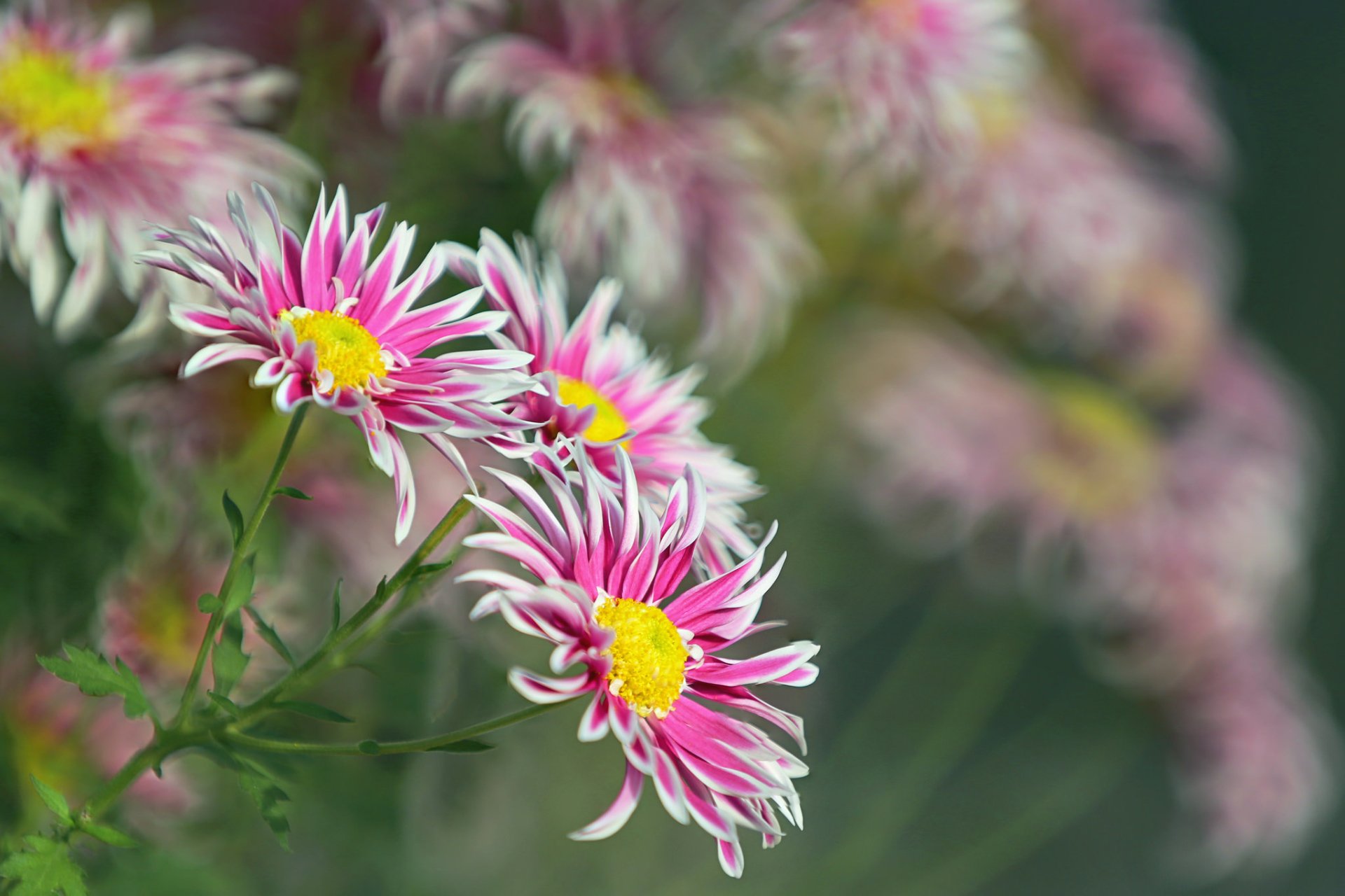 Download Bokeh Pink Flower Flower Nature Chrysanthemum HD Wallpaper by