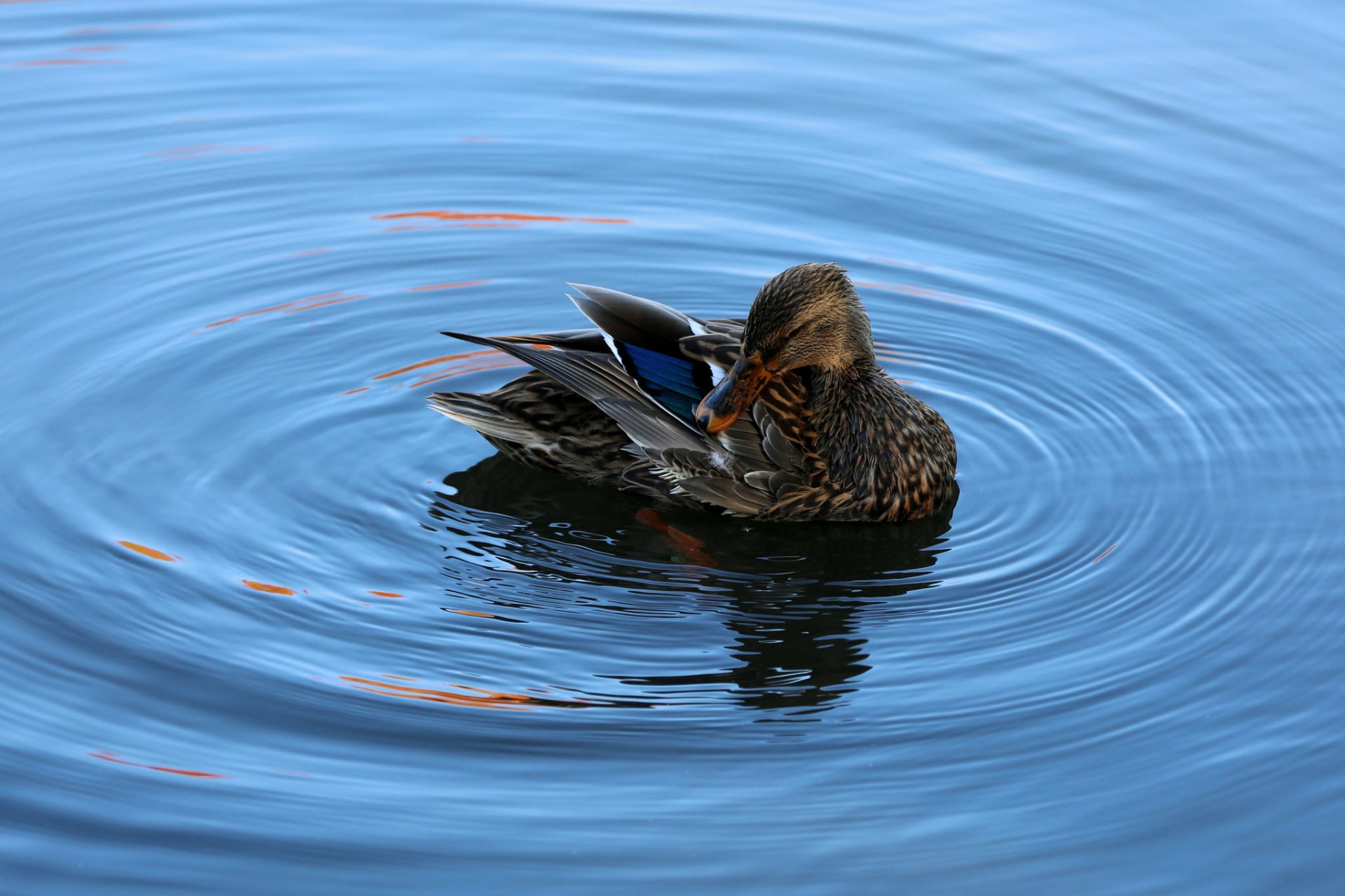 Animal Mallard HD Wallpaper by Li Feng