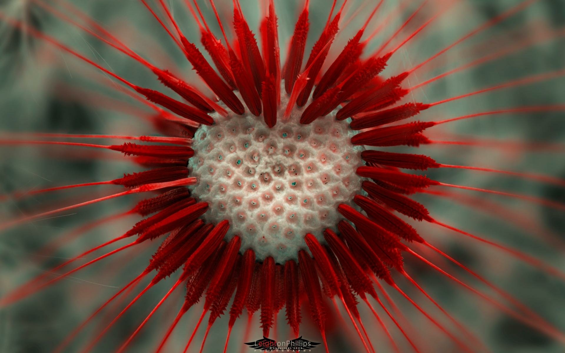 Close-up of a spiky flower with red petals radiating from a textured white center, captured in high definition as a nature-themed PC desktop wallpaper.