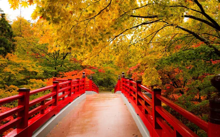 HD desktop wallpaper of a vibrant Japanese garden in fall, featuring golden trees and a striking red man-made bridge.