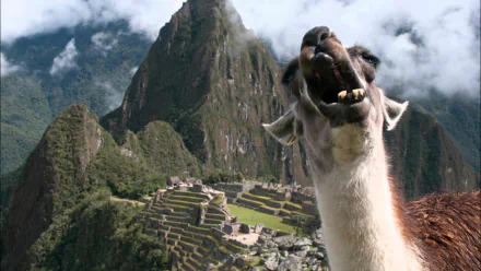 HD PC desktop wallpaper of a smiling llama in front of the ancient Machu Picchu ruins surrounded by misty mountains.