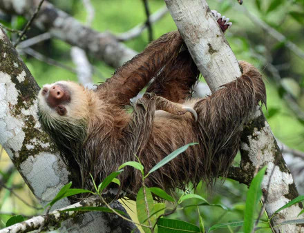  sloth taking selfies