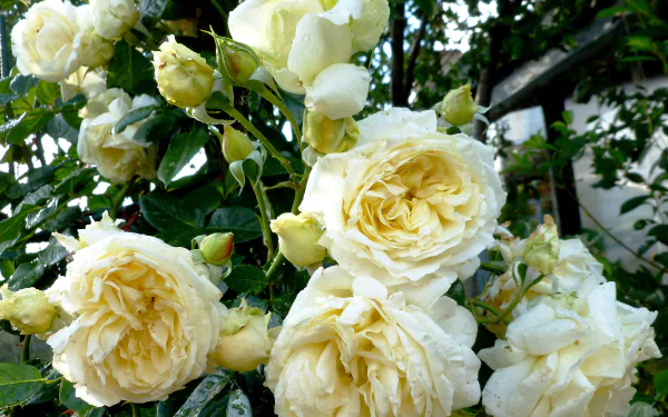 Close-up of a white rose bush featuring lush white flowers and green leaves, showcasing the delicate beauty of nature in this HD desktop wallpaper.