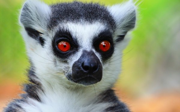 Animal Lemur Monkeys HD Wallpaper | Background Image