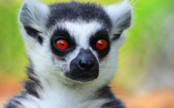  lemur taking selfies