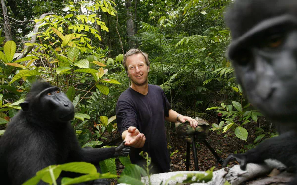  apes taking selfies
