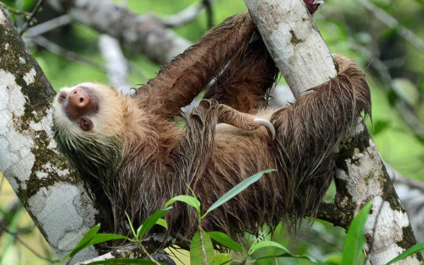 2K Quad HD PC desktop wallpaper featuring a sloth (animal) lounging on mossy branches amid bright green rainforest foliage.