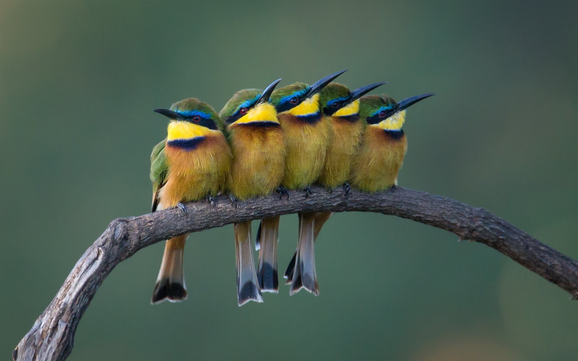 Download Branch Bird Animal Bee-eater HD Wallpaper