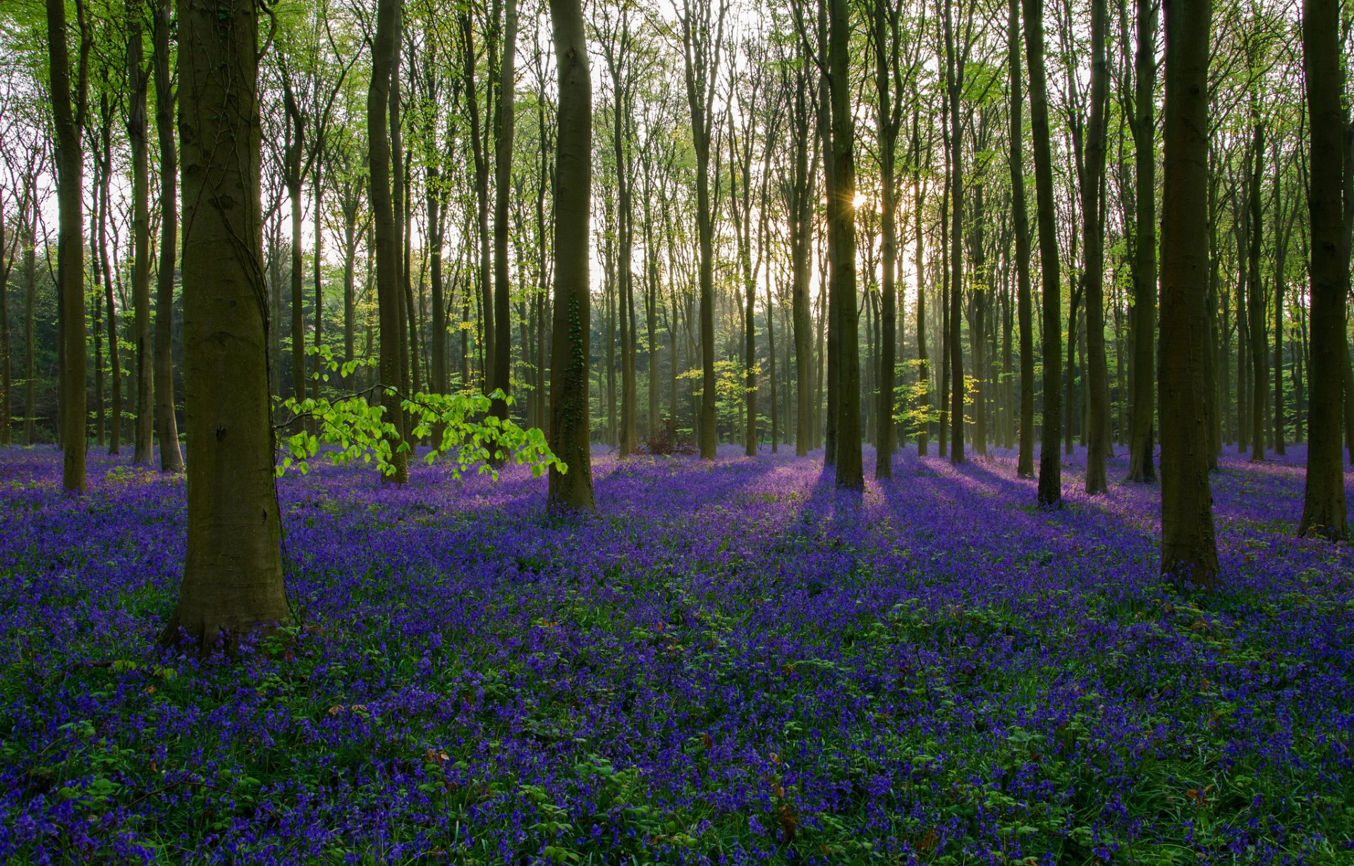 Download Purple Flower Nature Flower Sunbeam Tree Forest HD Wallpaper