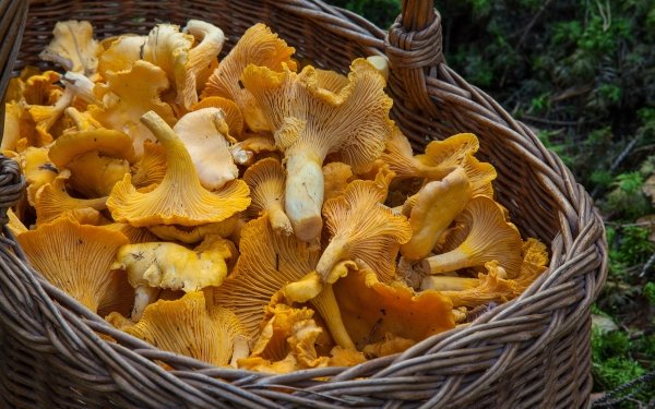Food Mushroom Basket Yellow HD Wallpaper | Background Image