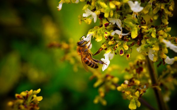Animal Bee Insects Macro Flower Insect HD Wallpaper | Background Image