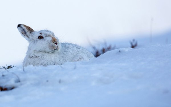 Animal Rabbit Winter Snow HD Wallpaper | Background Image