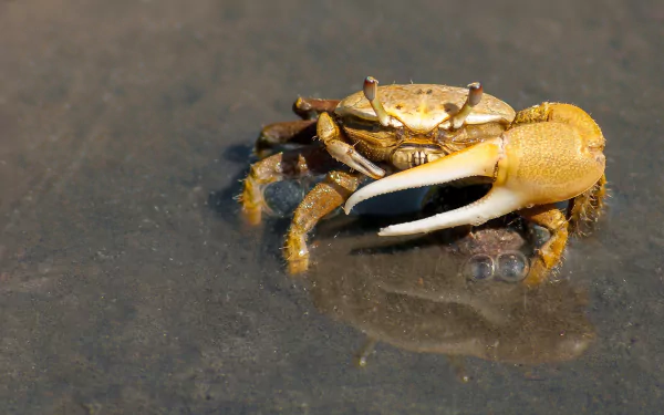  Yellow male fiddler crab with large claw by 12019