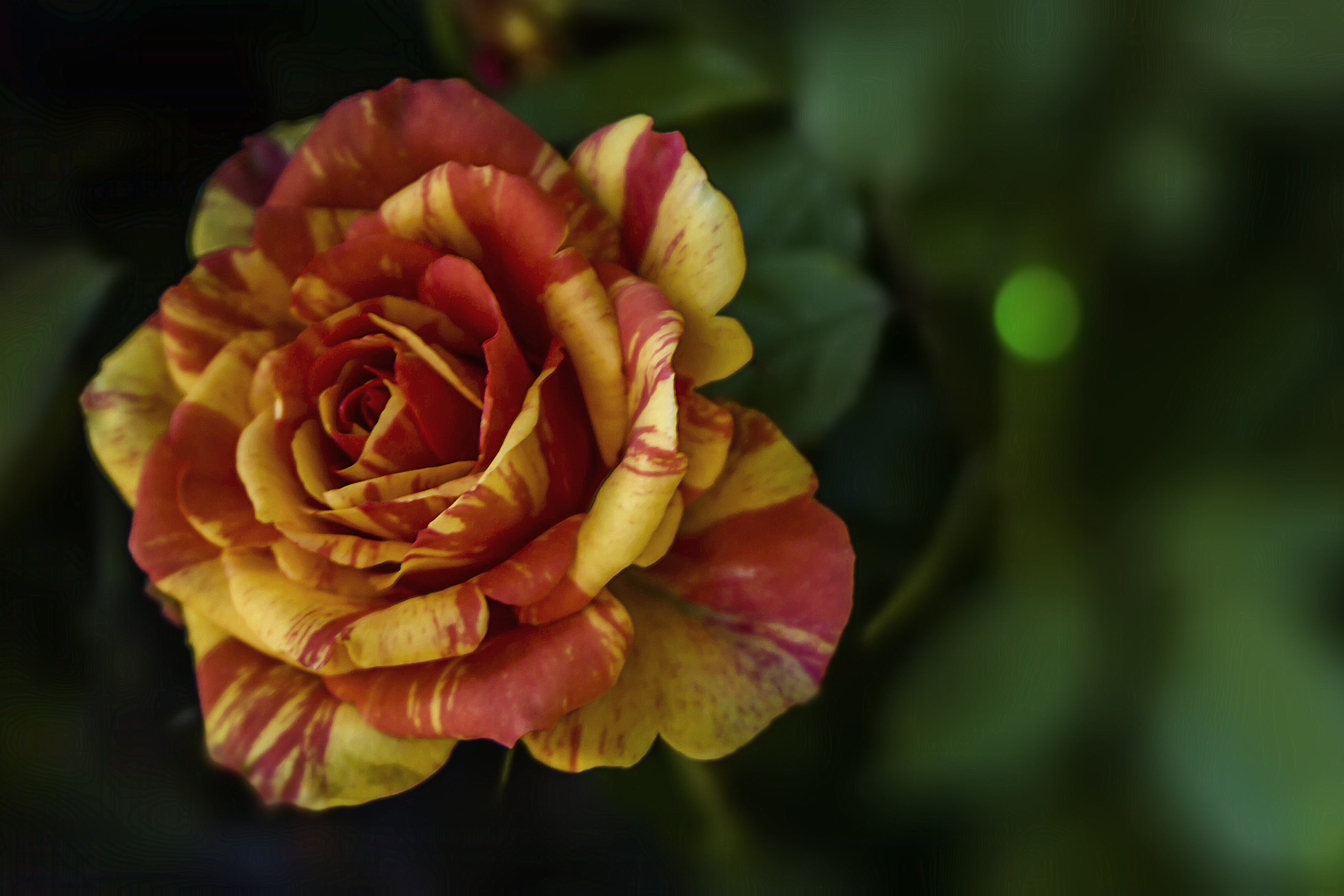 Download Blur Close-up Flower Nature Rose HD Wallpaper