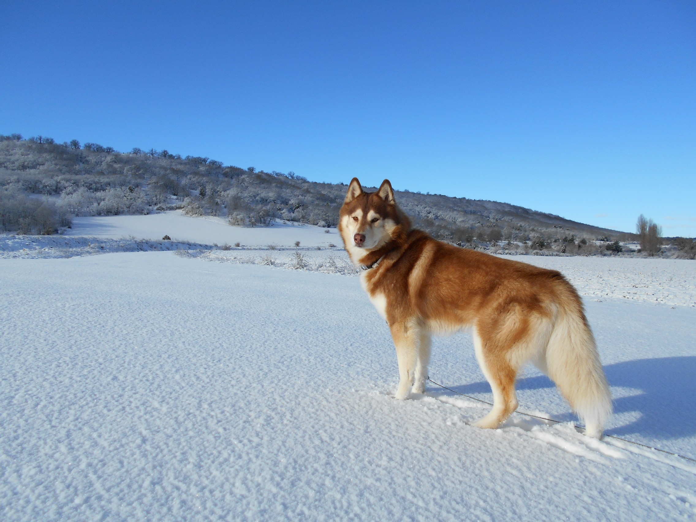 Siberian Husky in the winter snow by MilanoNegro