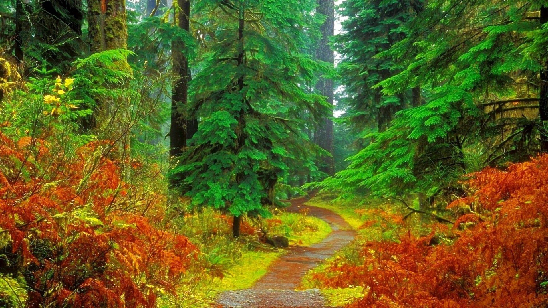 Path in Autumn Forest  HD Wallpaper  Sfondo 1920x1080  