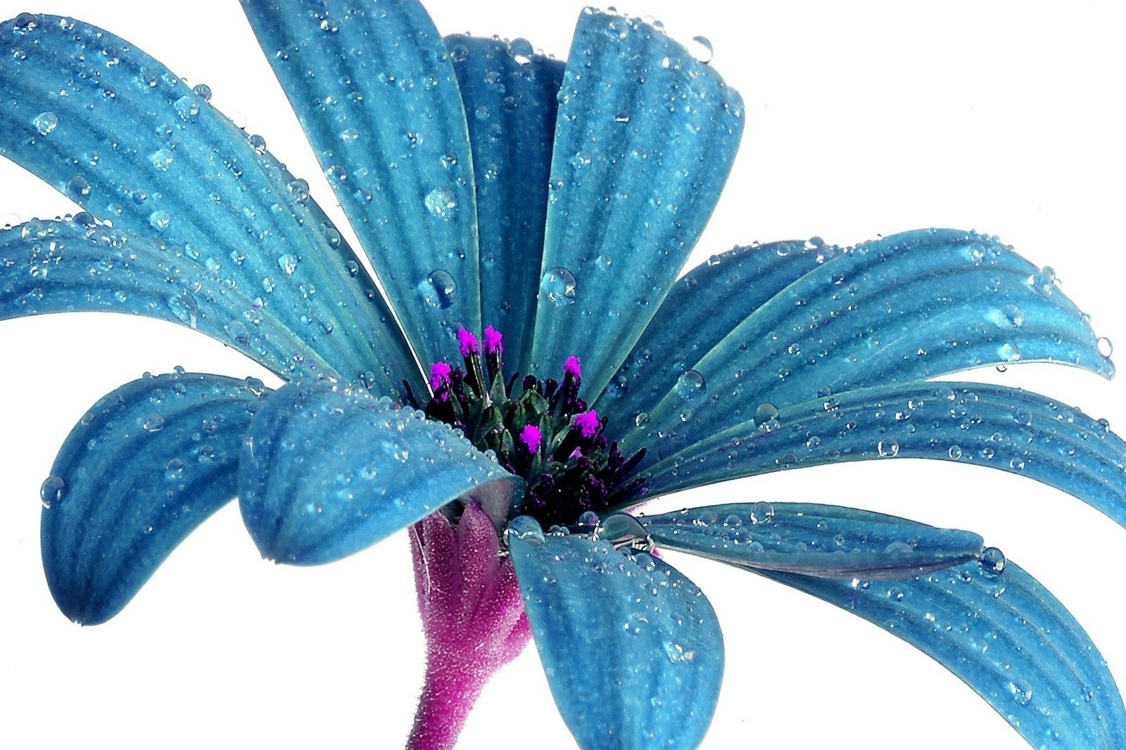 Blue Daisy Wallpaper and Background Image | 1600x1066 | ID:689370