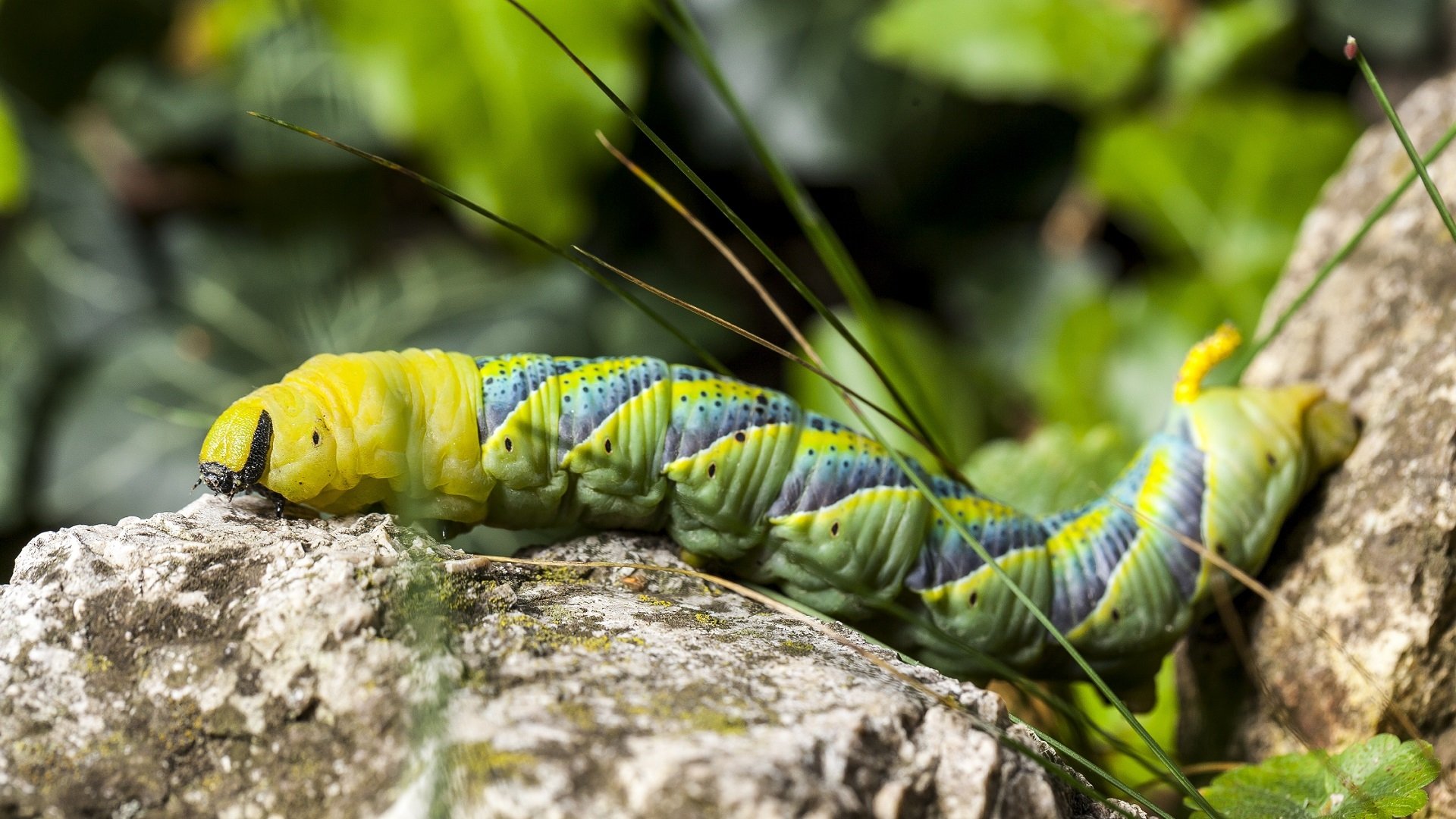 Colorful caterpillar on a rock by brenkee