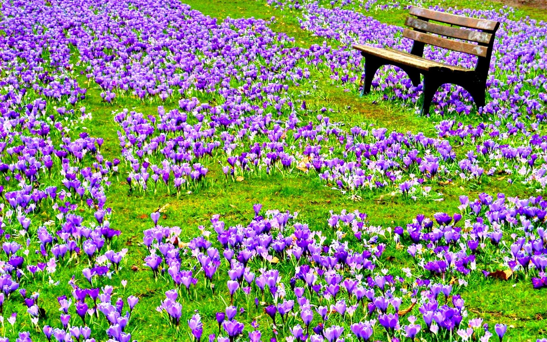 A vibrant park scene featuring a wooden bench surrounded by a blanket of blooming purple crocus flowers, embodying the beauty of spring in nature.