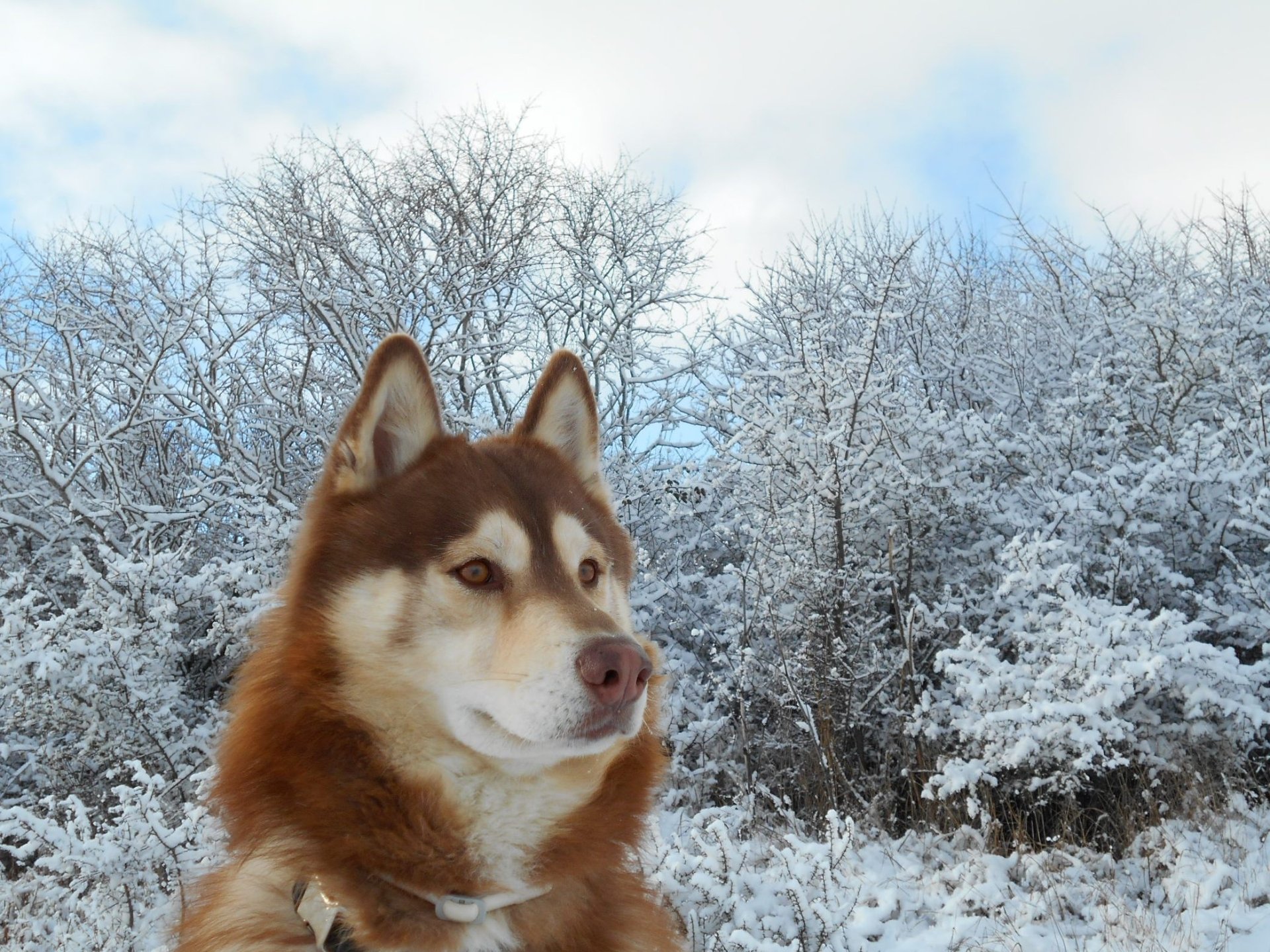 Majestic Siberian Husky in Snowy Winter Wonderland HD Wallpaper by ...