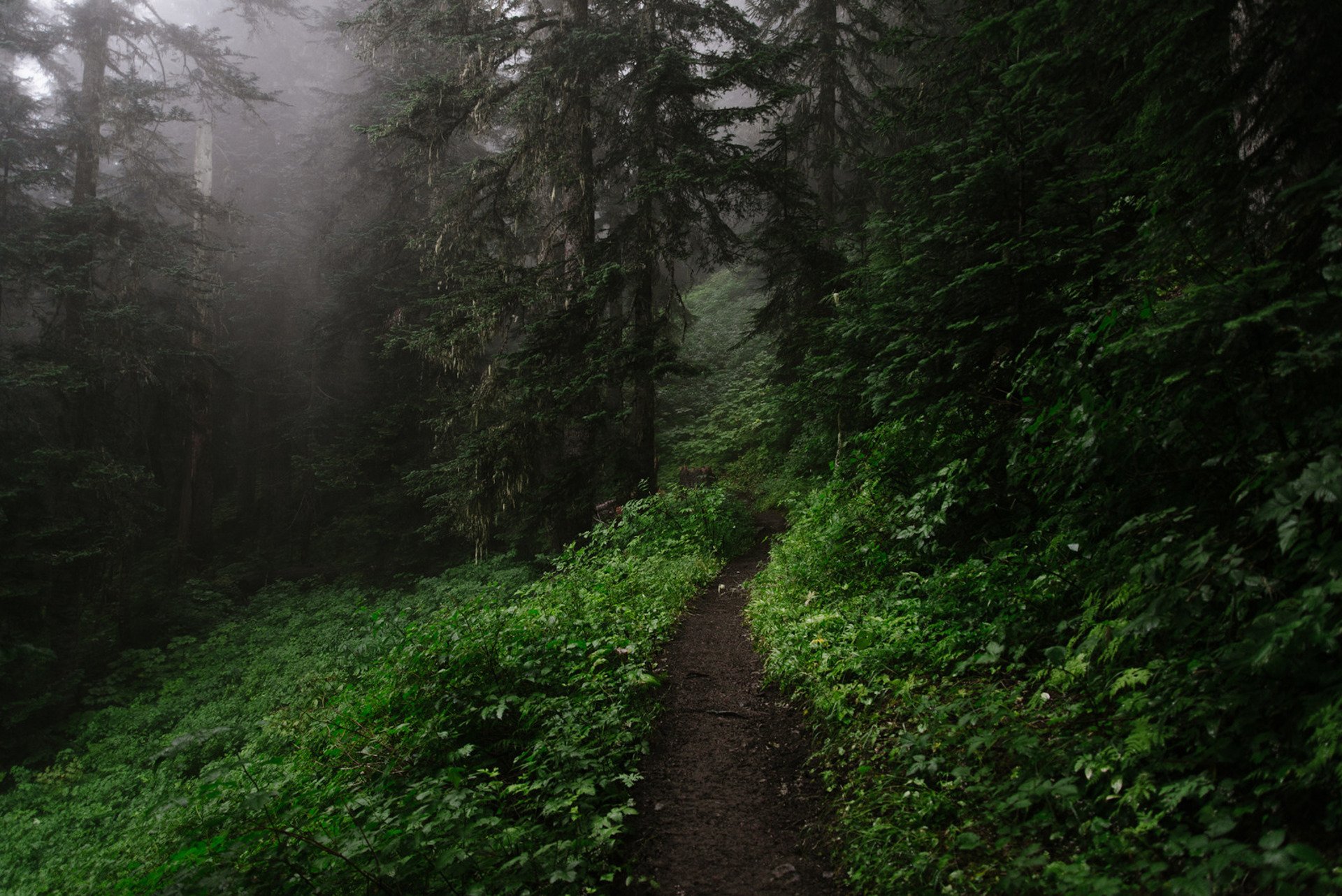 Narrow Path in Dark Forest HD Wallpaper | Background Image  