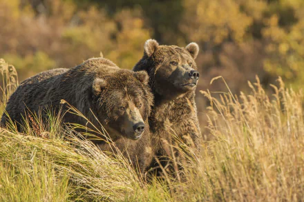 blur brown bear Animal bear HD Desktop Wallpaper | Background Image