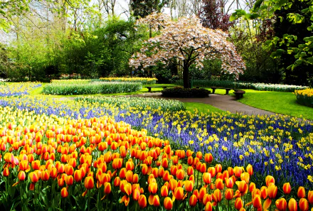 A vibrant spring scene in an HD wallpaper featuring a colorful garden with blooming tulips, a tree in blossom, and a peaceful path winding through the park.