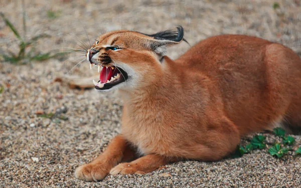 Close-up of a snarling caracal lying on the ground, captured in sharp detail for an HD PC desktop wallpaper background.