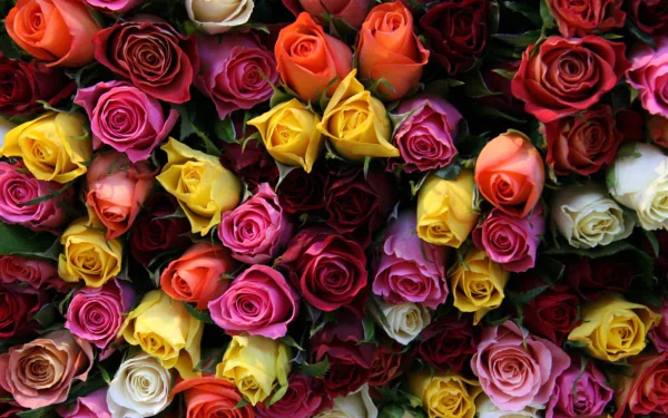 Close-up HD desktop wallpaper of colorful roses in white, orange, pink, red, and yellow, showcasing vibrant flowers and vivid natural colors.
