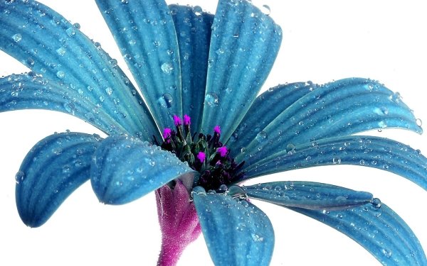 Earth Daisy Flowers Flower Close-Up Blue Flower Water Drop HD Wallpaper | Background Image