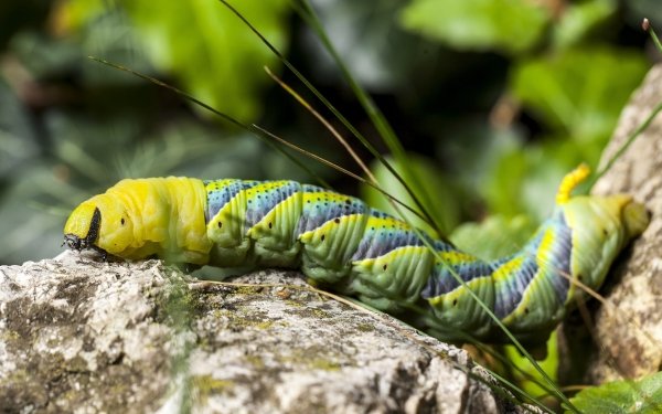 Animal Caterpillar Insect Colorful Blur Close-Up HD Wallpaper | Background Image