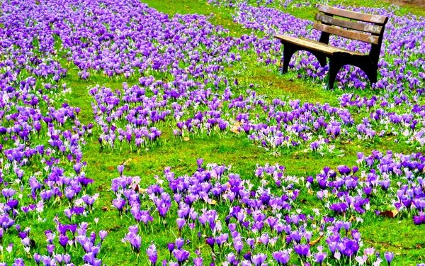 Tierra/Naturaleza Primavera Flor Crocus Parque Banco Purple Flower Fondo de pantalla HD | Fondo de Escritorio